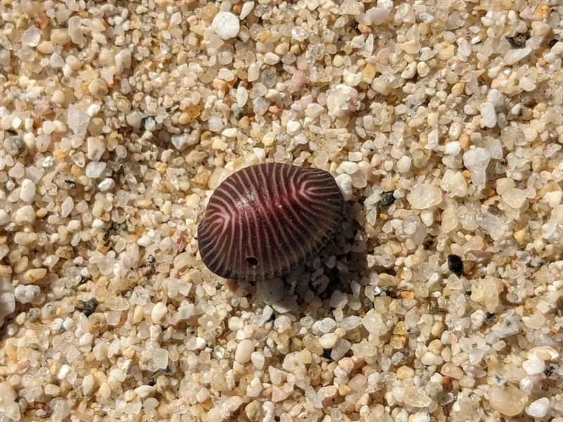 , Pseudopusula sanguinea, Pseudopusula sanguinea