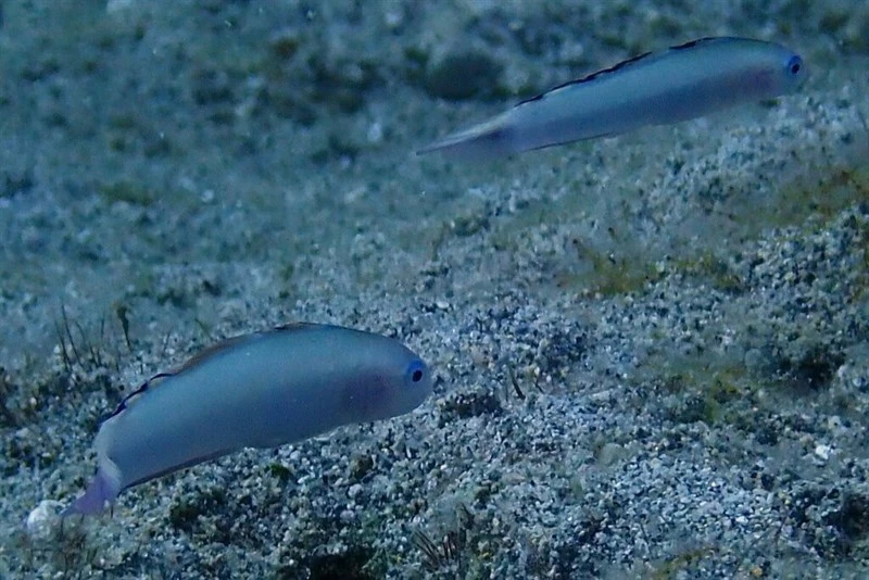 Blue goby, Blue Dartfish, Blue Goby, Hovering Dartfish, Ptereleotris calliura