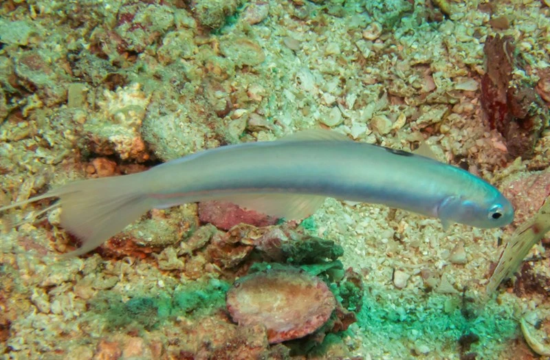 Blue hana goby, Blue Hana Goby. Filament Dartfish, Threadfin Dartfish, Thread-tail Dart-goby, Blue Goby, Ptereleotris hanae