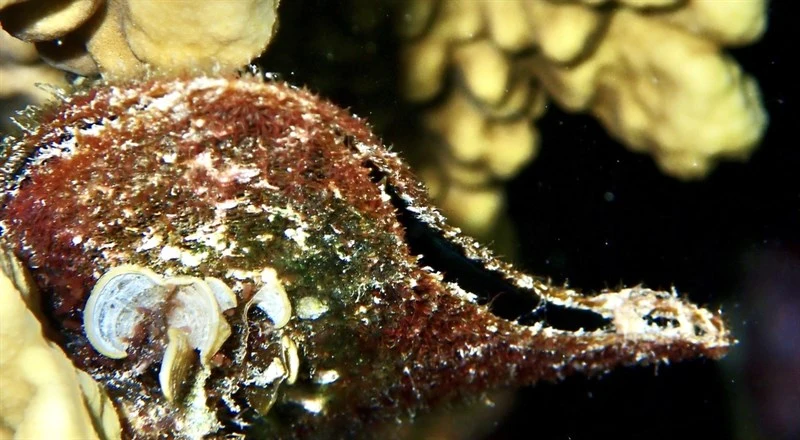 , Red Sea Winged Oyster, Pteria aegyptiaca
