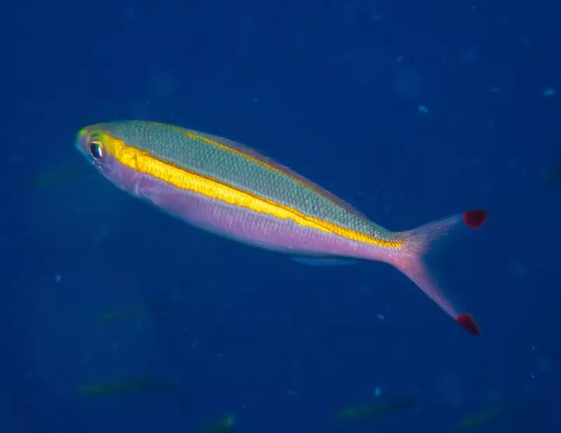 Goldband fusilier, Yellowband Fusilier, Goldband Fusilier, Yellow-band Fusilier, Pterocaesio chrysozona