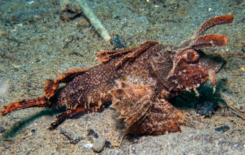 Ambon scorpionfish, Ambon Scorpionfish, Pteroidichthys amboinensis