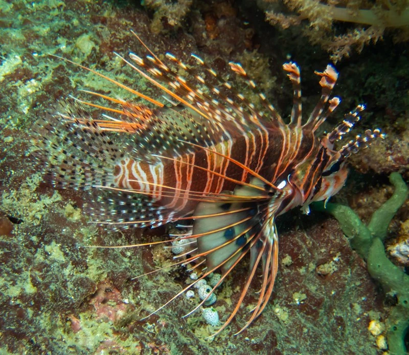 Broadbarred firefish, Banded Lionfish, Broadbared Lionfish, Broadbarred Firefish, Ragged-finned Firefish, Ragged-finned Scorpionfish, Rough-scaled Firefish, Spotfin Lionfish, Pterois antennata