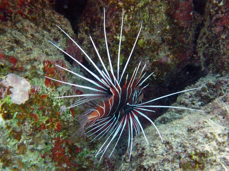 Red sea lionfish, Red Sea Clearfin Lionfish, Pterois cincta