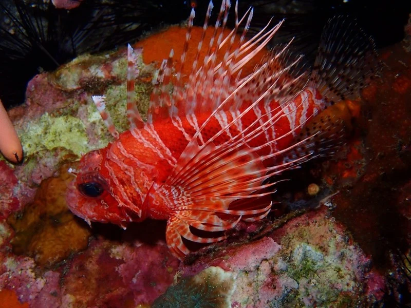 Frillfin turkeyfish, Frillfin Turkeyfish, Mombasa Lionsfish, Pterois mombasae