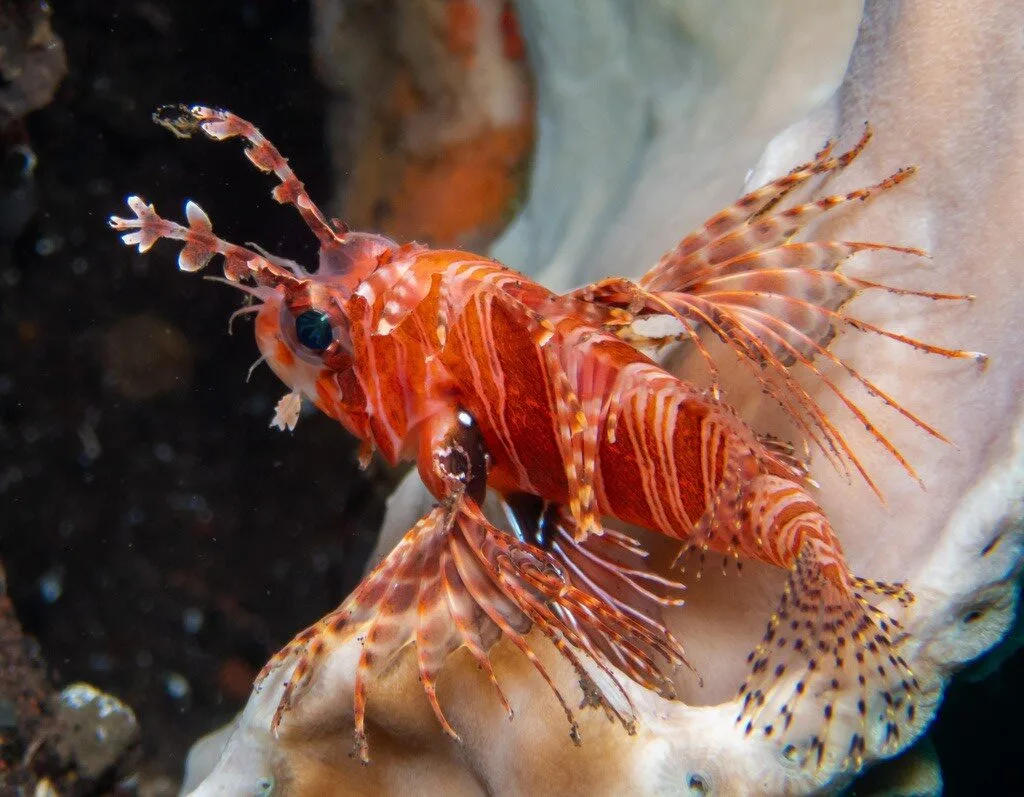 , False Mombasa Lionfish, Pterois paucispinula