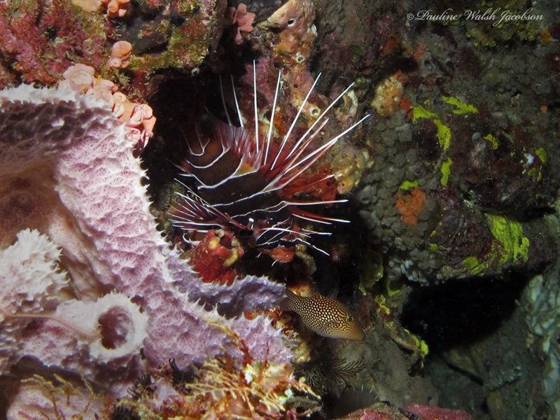 Radial firefish, Clearfin Lionfish, Clearfin Turkeyfish, Radial Firefish, Tailbar Lionfish, Whitefin Lionfish, White-lined Lionfish, Pterois radiata