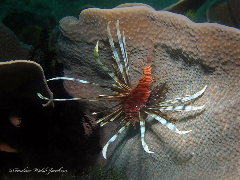 Plaintail turkeyfish, Cleartail Lionfish, Plaintail Turkeyfish , Spotless Butterfly-cod, Pterois russelii