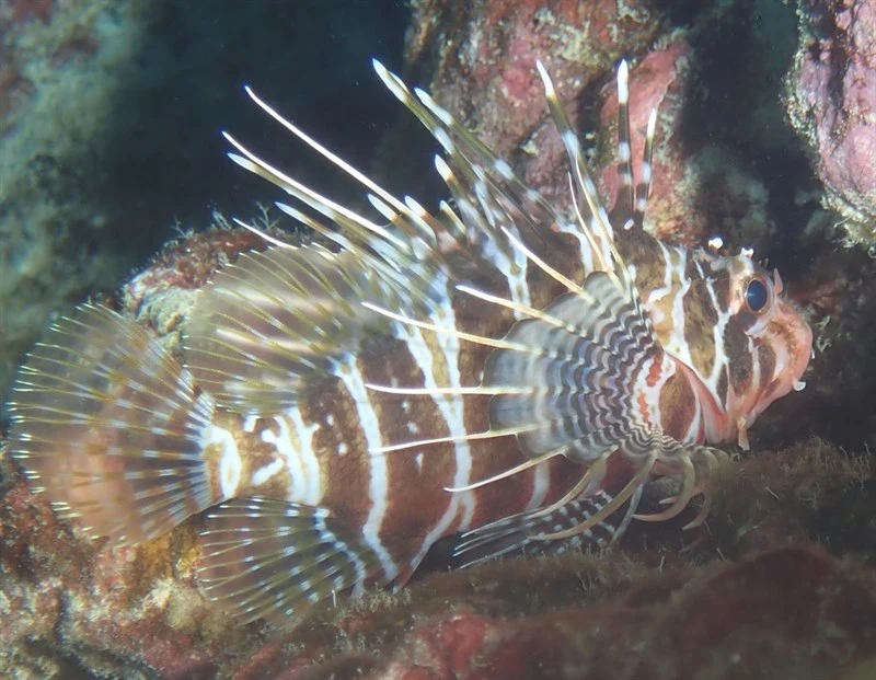 Hawaiian turkeyfish, Hawaiian Turkeyfish, Pterois sphex
