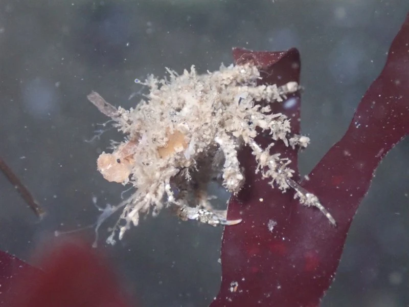 , Pugettia dalli