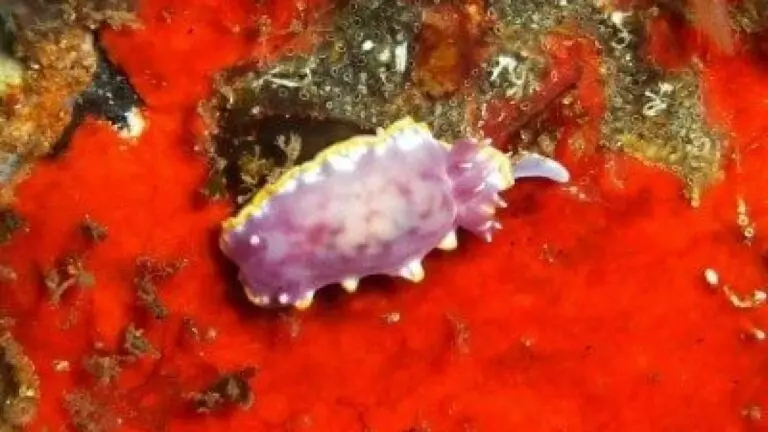 Purpur-Sternschnecke-Felimida-purpurea-pracht-rosa-doris-tauchen-kanaren-atlantik-schnecken-arten-gastropoda