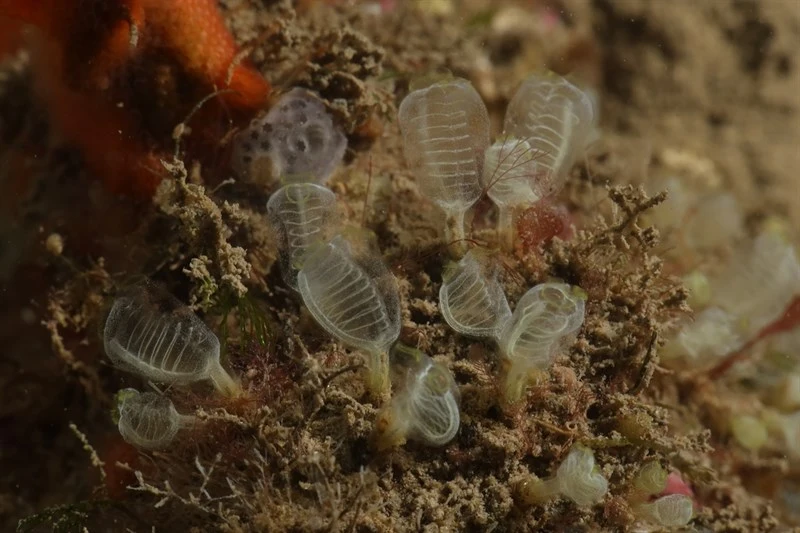 , Pin-head Squirt, Midget Seasquirt - Pycnoclavella nana, Pycnoclavella nana