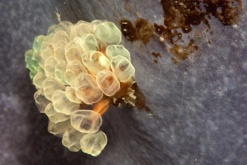 , Pycnoclavella narcissus