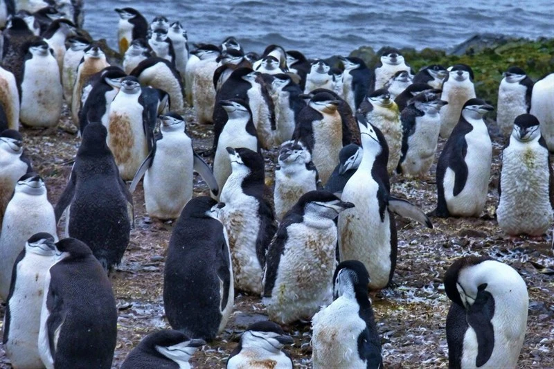 , Chinstrap Penguin, Pygoscelis antarcticus