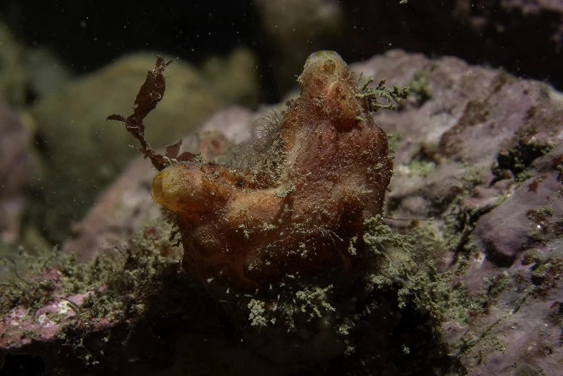 , Pyura squamulosa
