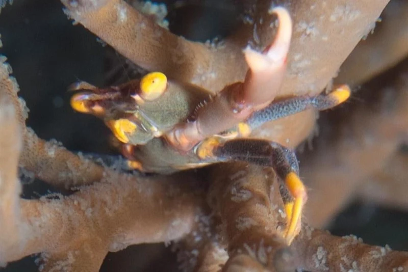 , Black Coral Crab, Trapeziid Crab, Quadrella maculosa