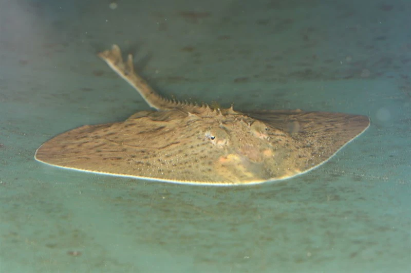 Mediterranean starry ray, Raja asterias, Raja asterias