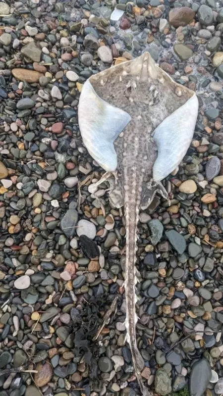 Thornback ray, Thornback Ray - Raja clavata, Raja clavata