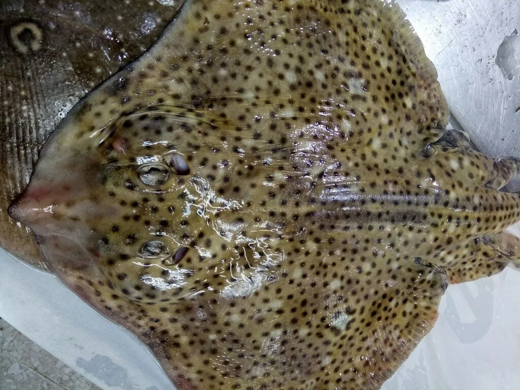 Speckled ray, Raja polystigma, Raja polystigma