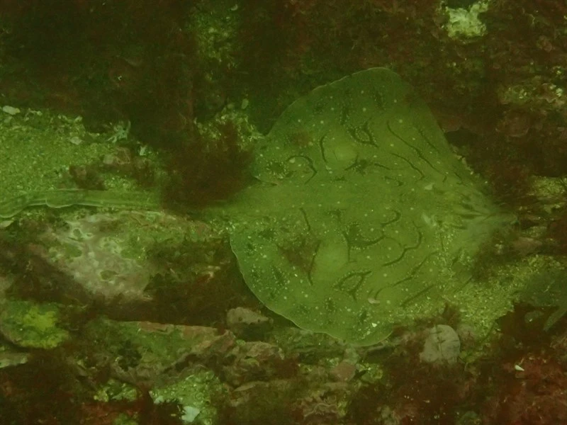 Undulate ray, Undulate Ray - Raja undulata, Raja undulata