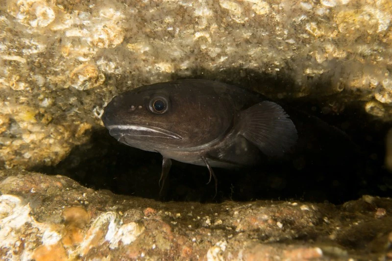 Tadpole fish, Tadpole Fish, Raniceps raninus