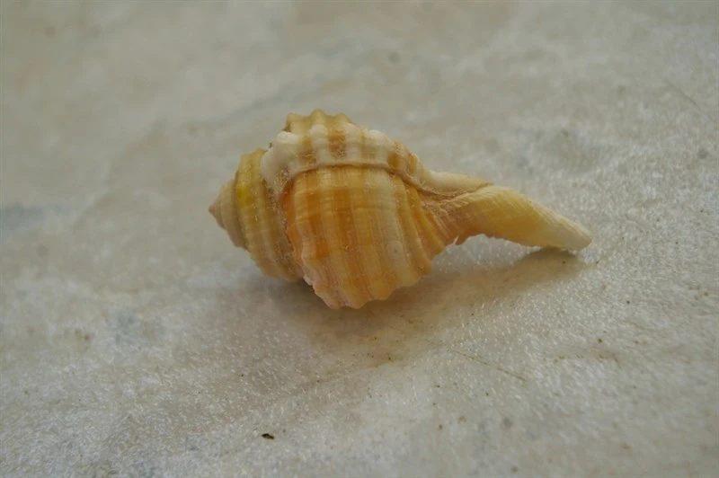 , Ranularia cynocephala, Ranularia cynocephala