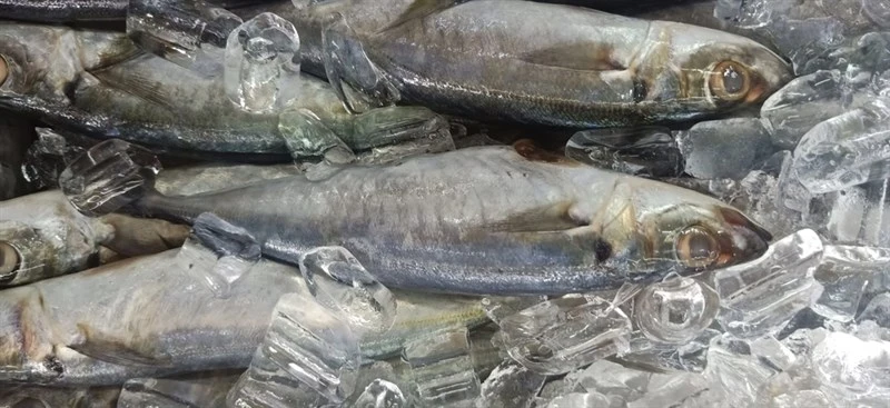 Short mackerel, Rastrelliger brachysoma, Rastrelliger brachysoma