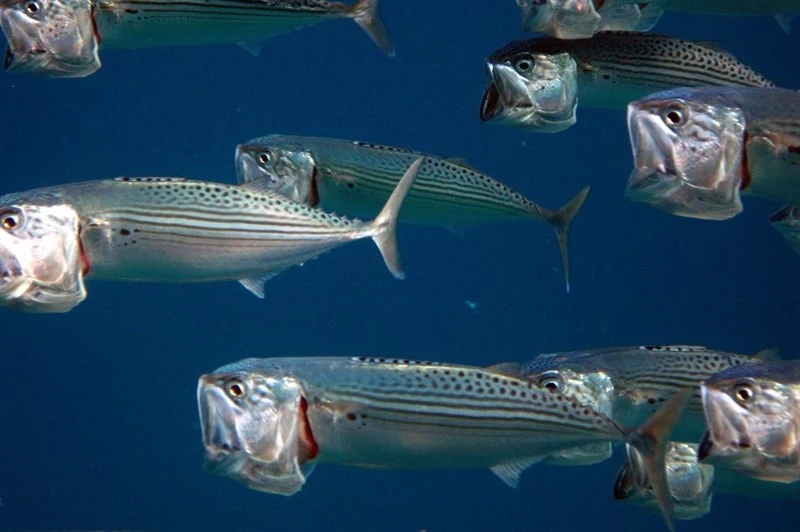 Indian mackerel, Indian Mackerel, Longjaw Mackerel, Rastrelliger kanagurta