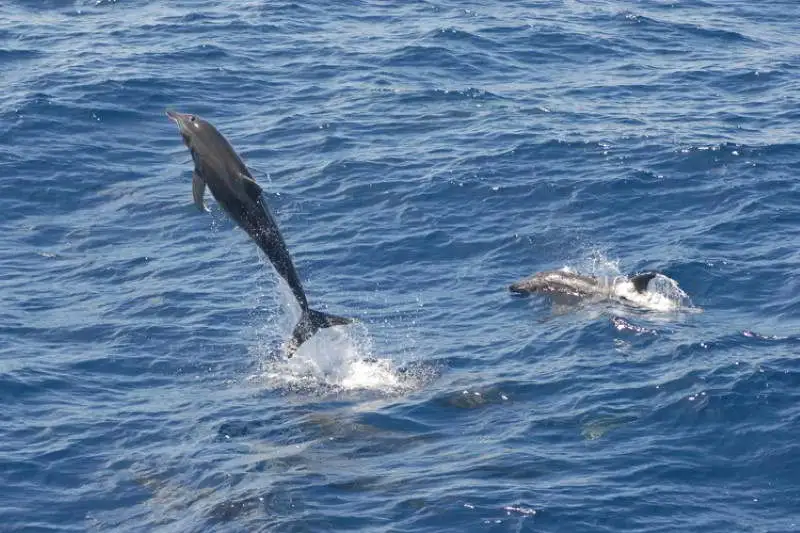 Rauzahndelfin-Steno-bredanensis-Kanaren-Kanarische-Inseln-Walarten-Teneriffa-Gran-Canaria-Wale-Arten-Fuerteventura-Whalewatching-Lanzarote-La-Palma-Gomera-El-Hierro-Atlantik