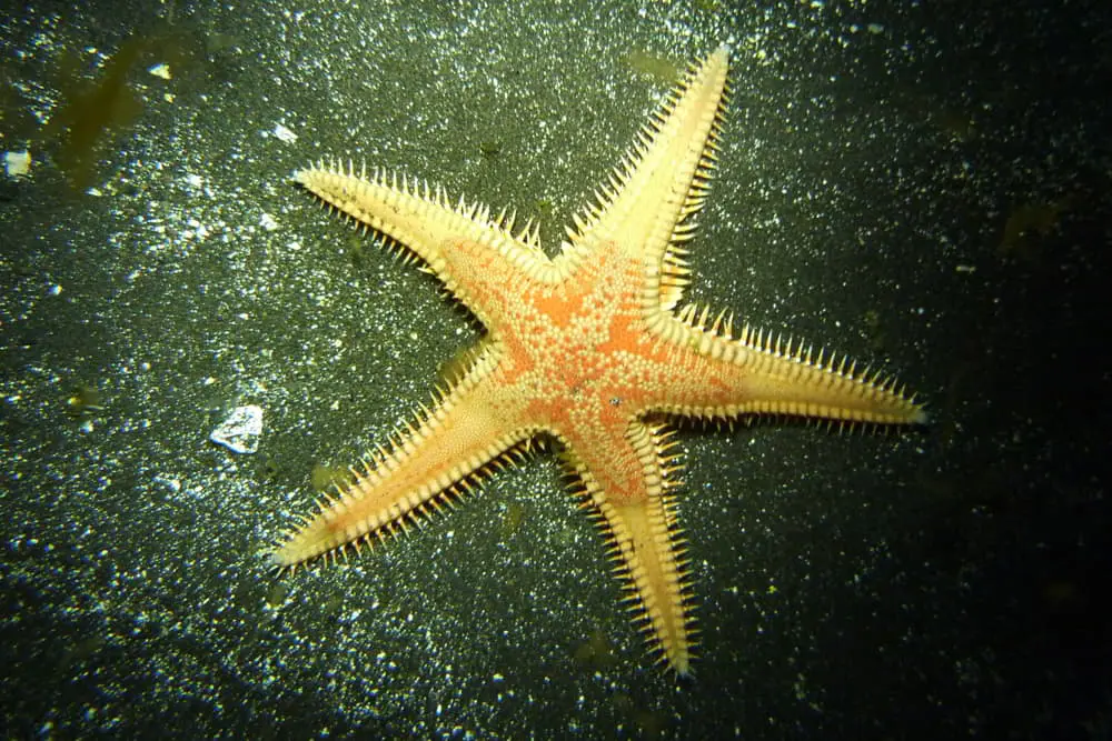 Red Comb Star – Astropecten aranciacus