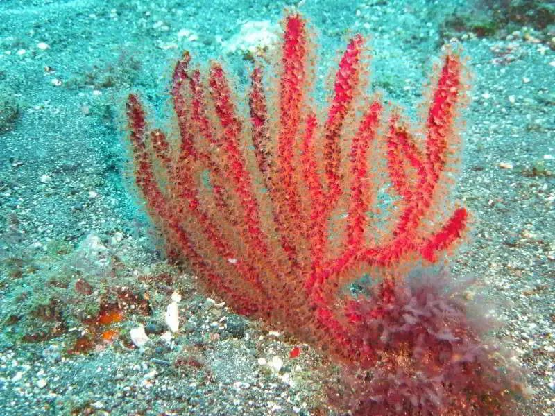 Red-Gorgonia-Leptogorgia-ruberrima-anthozoa-species-coral-image-scuba-diving-canary-islands