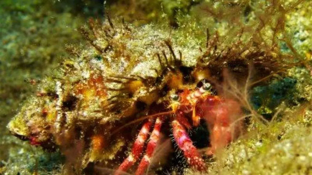 Red-Hermit-Crab-Dardanus-calidus-Crustacea-species-diving-canary-islands-atlantic-ocean