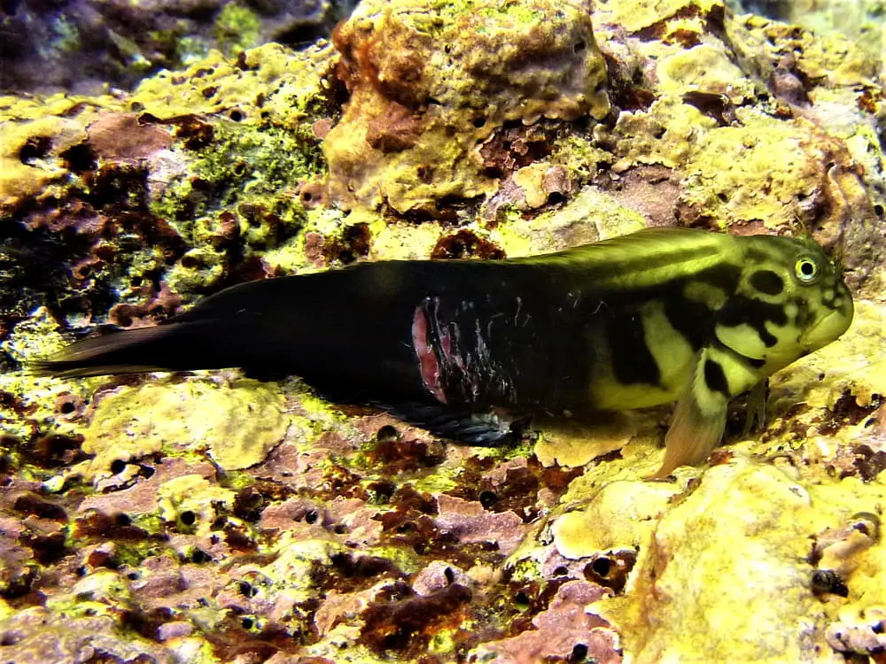 Redlip Blenny – Ophioblennius atlanticus atlanticus