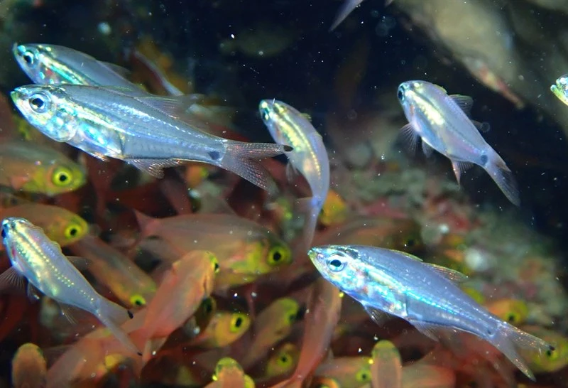 New-moon cardinalfish, Western Luminous Cardinalfish, New-moon Cardinalfish - Rhabdamia novaluna, Rhabdamia novaluna