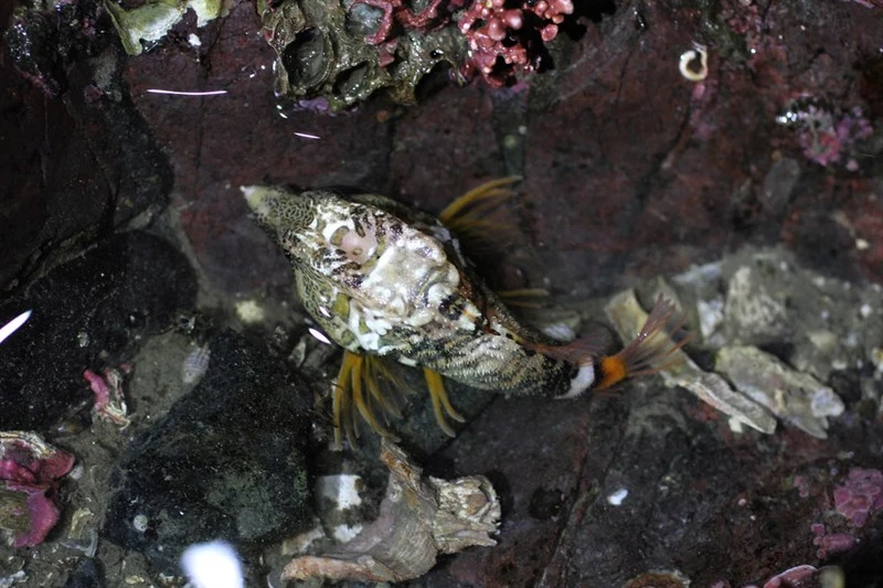 Grunt sculpin, Grunt Sculpin - Rhamphocottus richardsonii, Rhamphocottus richardsonii