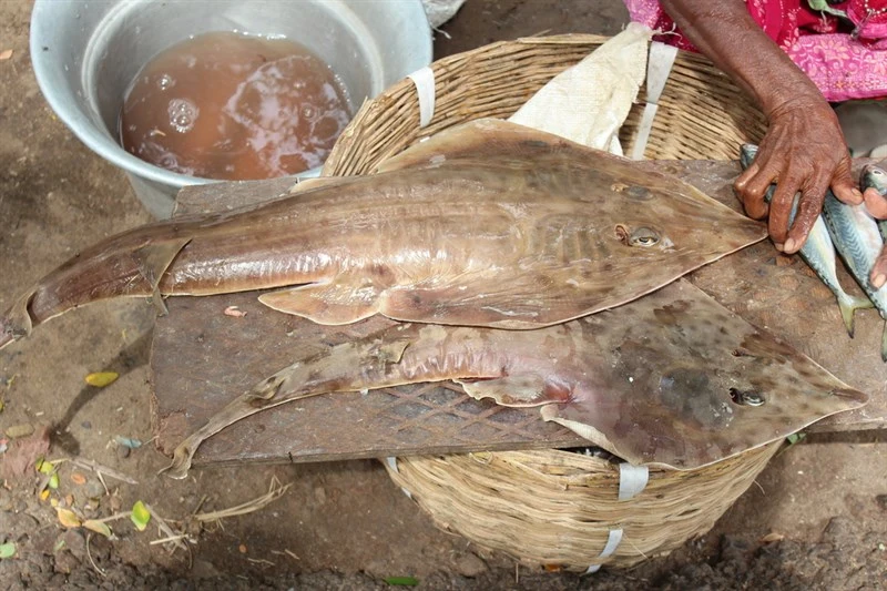 Smoothback guitarfish, Rhinobatos lionotus, Rhinobatos lionotus