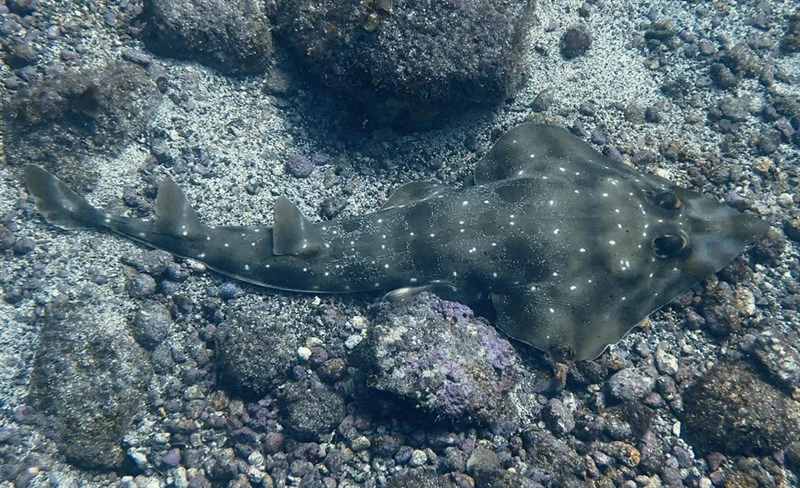 Common guitarfish, Common Guitarfish, Rhinobatos rhinobatos
