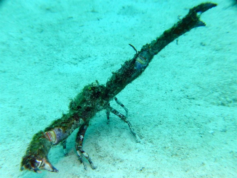 , Ellbow Crab, Rhinolambrus contrarius