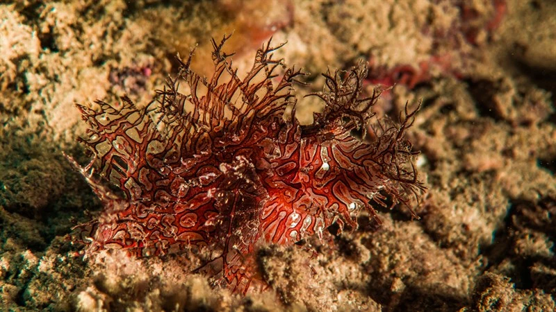 Lacy scorpionfish, Lacy Scorpionfish, Rhinopias aphanes