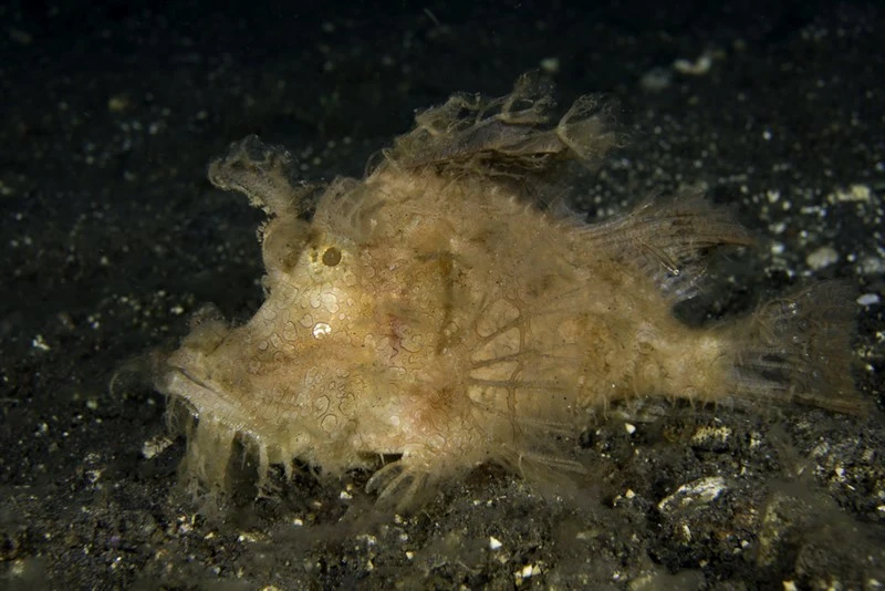 Weedy scorpionfish, Weedy Scorpionfish, Popeyed Scorpionfish, Rhinopias frondosa