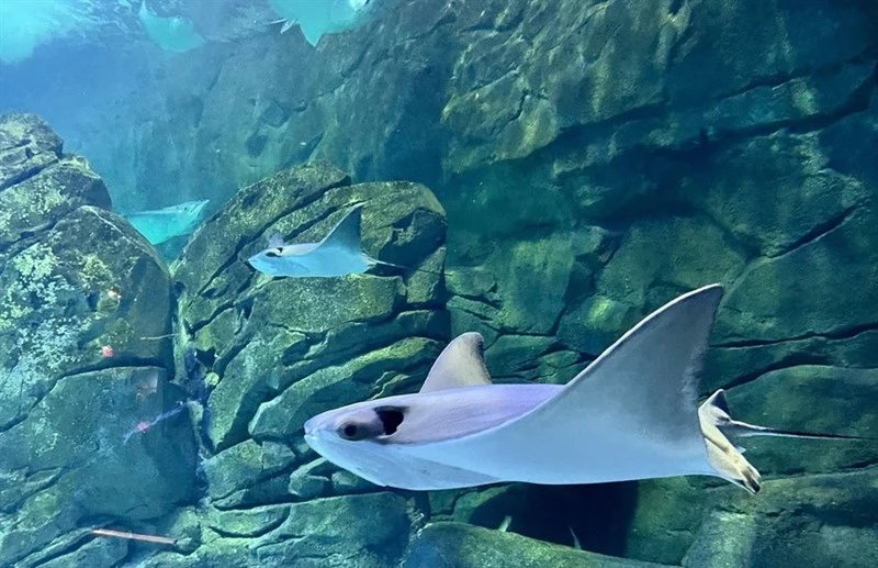Cownose ray, Cownose Ray, Rhinoptera bonasus