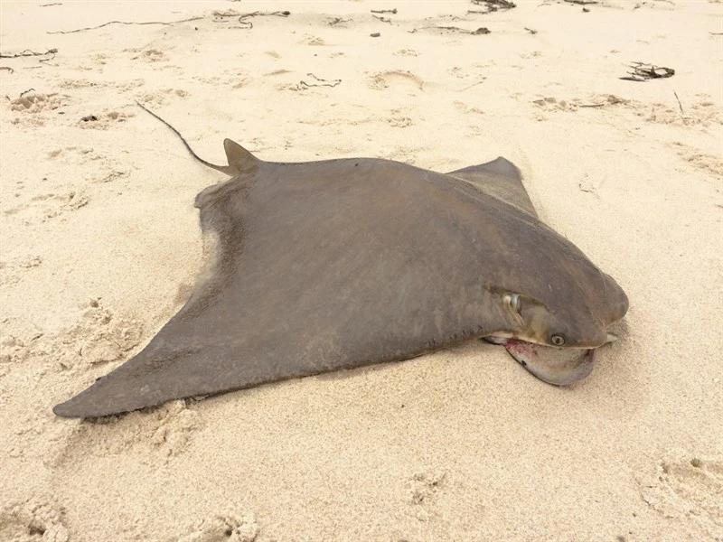 Australian cownose ray, Rhinoptera neglecta, Rhinoptera neglecta