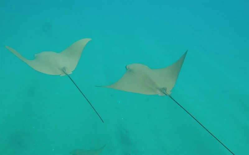 Pacific cownose ray, Pacific Cownose Ray - Rhinoptera steindachneri, Rhinoptera steindachneri