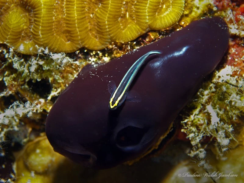 , Reef Tunicate, Red Reef Tunicate, Rhopalaea abdominalis