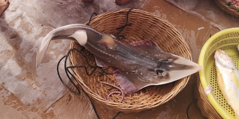 Taiwanese Wedgefish, Rhynchobatus immaculatus, Rhynchobatus immaculatus