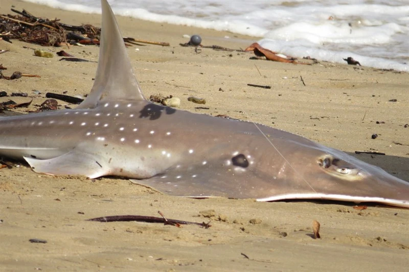 Eyebrow wedgefish, Rhynchobatus palpebratus, Rhynchobatus palpebratus