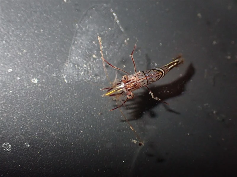 , Southern Hinge-back Shrimp - Rhynchocinetes australis, Rhynchocinetes australis