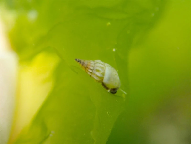 , Rissoa variabilis