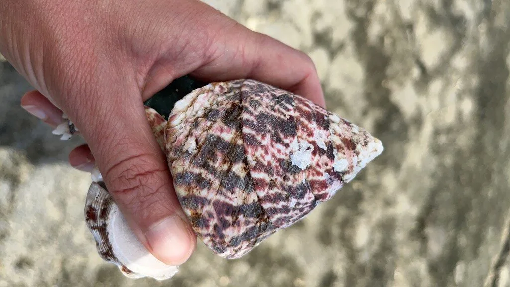 , Cone-shaped Top Shell, Cone-shaped Top Sanil - Rochia conus, Rochia conus