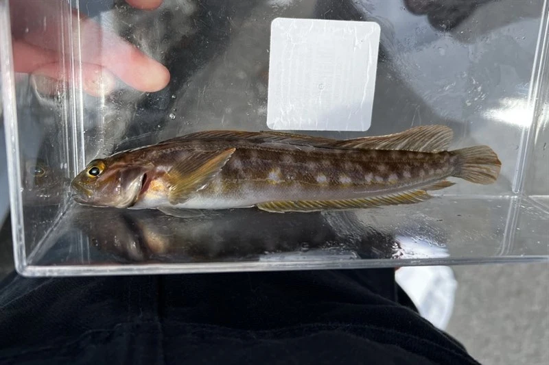 Northern ronquil, Northern Ronquil, Ronquilus jordani